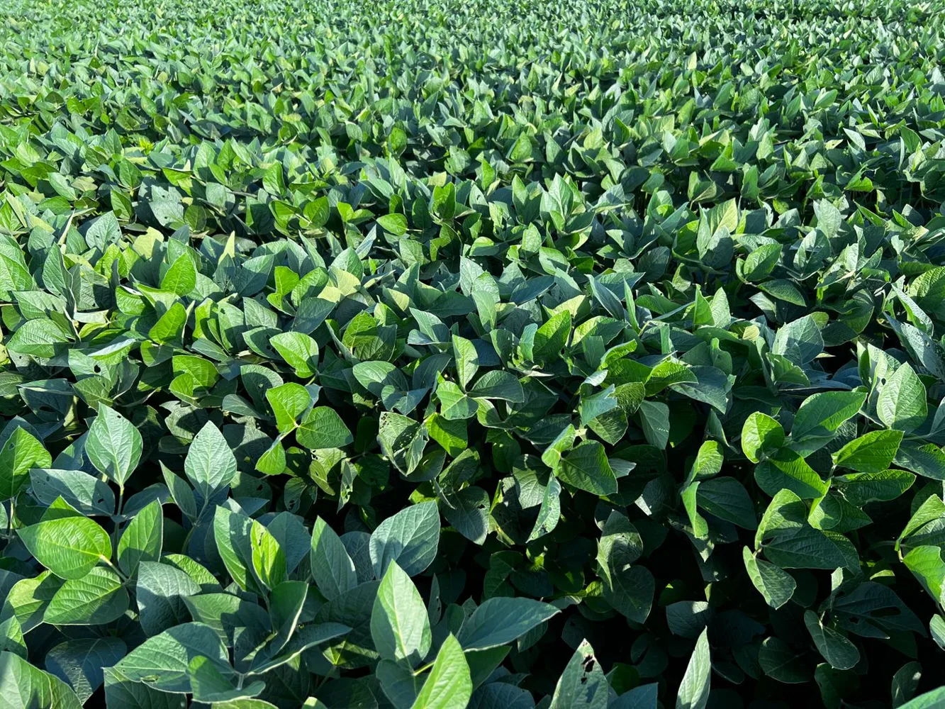 Fertilizantes e nutrição vegetal — Imagem de banco