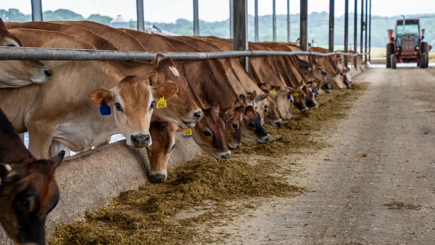 Nutrição animal — Imagem de banco